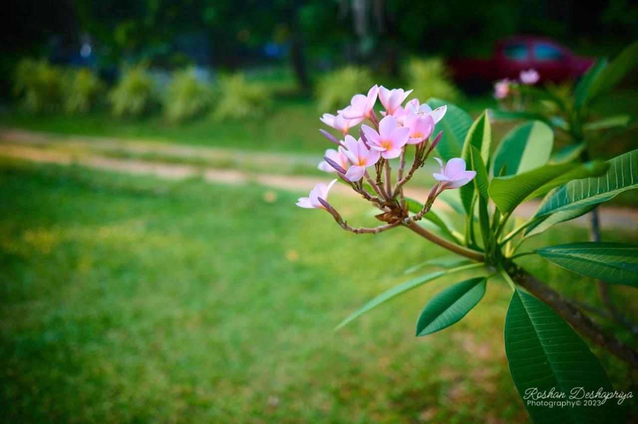 Kakulanda Resort Kurunegala Exterior foto